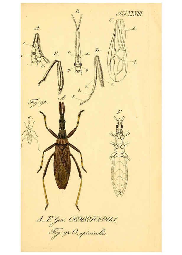 Reproducción/Reproduction 6096002815: Die wanzenartigen Insecten. plates 1-4. Nürnberg :In der C.H. Zeh'schen Buchhandlung,1831-1853