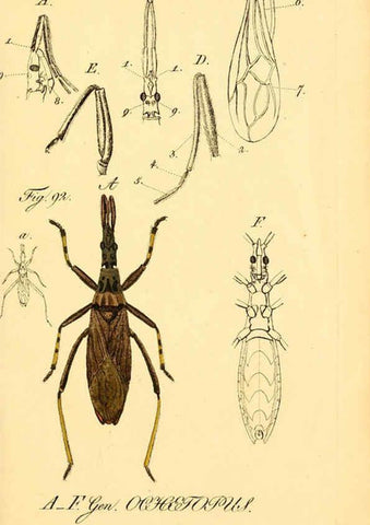 Reproducción/Reproduction 6096002815: Die wanzenartigen Insecten. plates 1-4. Nürnberg :In der C.H. Zeh'schen Buchhandlung,1831-1853