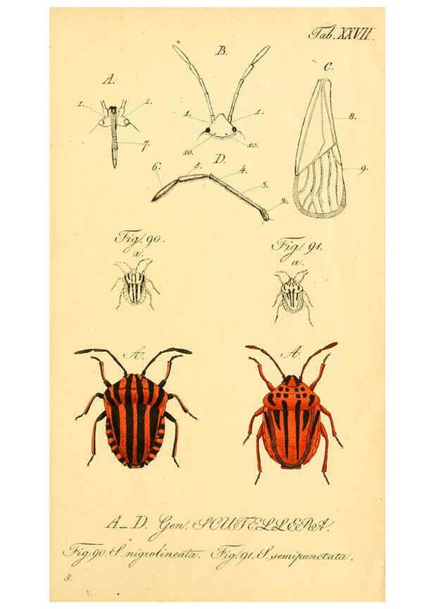 Reproducción/Reproduction 6096547002: Die wanzenartigen Insecten. plates 1-4. Nürnberg :In der C.H. Zeh'schen Buchhandlung,1831-1853