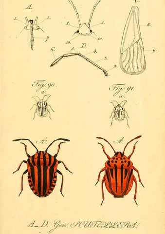 Reproducción/Reproduction 6096547002: Die wanzenartigen Insecten. plates 1-4. Nürnberg :In der C.H. Zeh'schen Buchhandlung,1831-1853