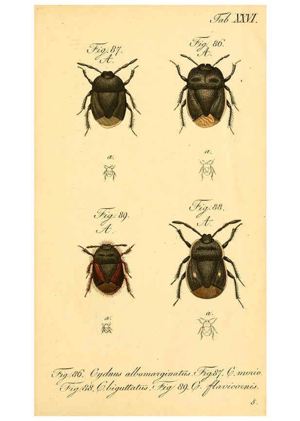 Reproducción/Reproduction 6096546714: Die wanzenartigen Insecten. plates 1-4. Nürnberg :In der C.H. Zeh'schen Buchhandlung,1831-1853