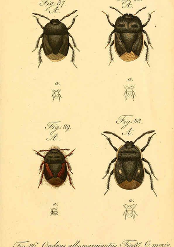 Reproducción/Reproduction 6096546714: Die wanzenartigen Insecten. plates 1-4. Nürnberg :In der C.H. Zeh'schen Buchhandlung,1831-1853