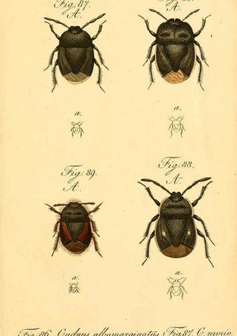 Reproducción/Reproduction 6096546714: Die wanzenartigen Insecten. plates 1-4. Nürnberg :In der C.H. Zeh'schen Buchhandlung,1831-1853