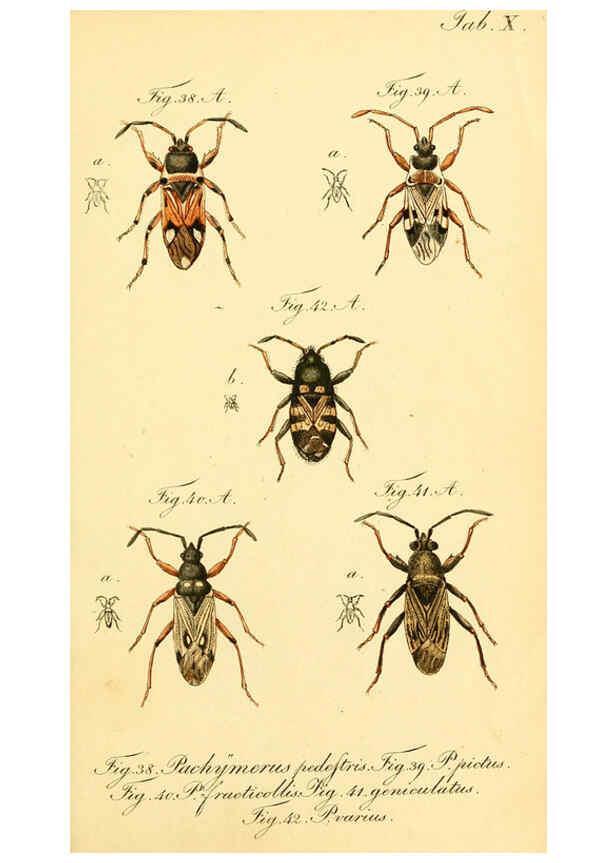 Reproducción/Reproduction 6096542976: Die wanzenartigen Insecten. plates 1-4. Nürnberg :In der C.H. Zeh'schen Buchhandlung,1831-1853