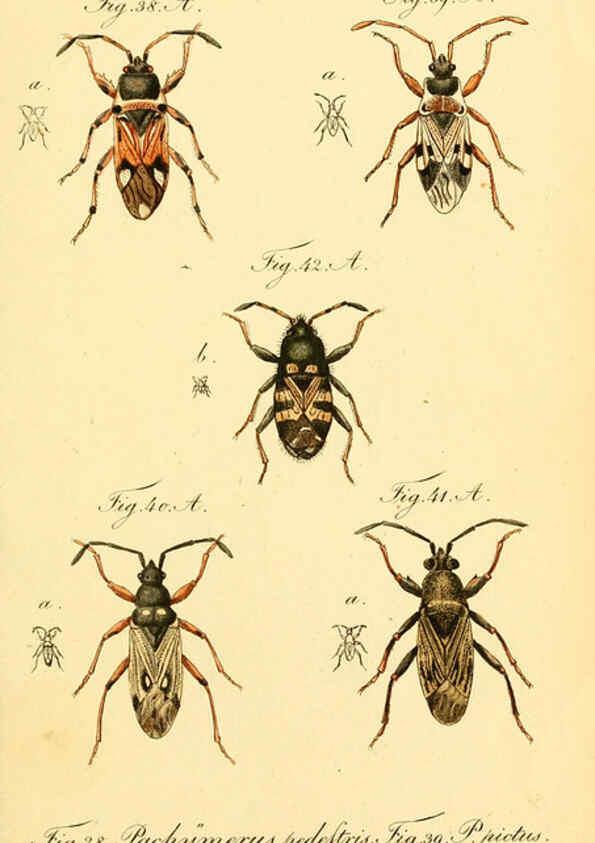 Reproducción/Reproduction 6096542976: Die wanzenartigen Insecten. plates 1-4. Nürnberg :In der C.H. Zeh'schen Buchhandlung,1831-1853