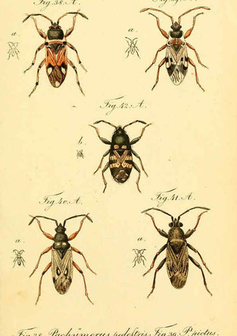 Reproducción/Reproduction 6096542976: Die wanzenartigen Insecten. plates 1-4. Nürnberg :In der C.H. Zeh'schen Buchhandlung,1831-1853