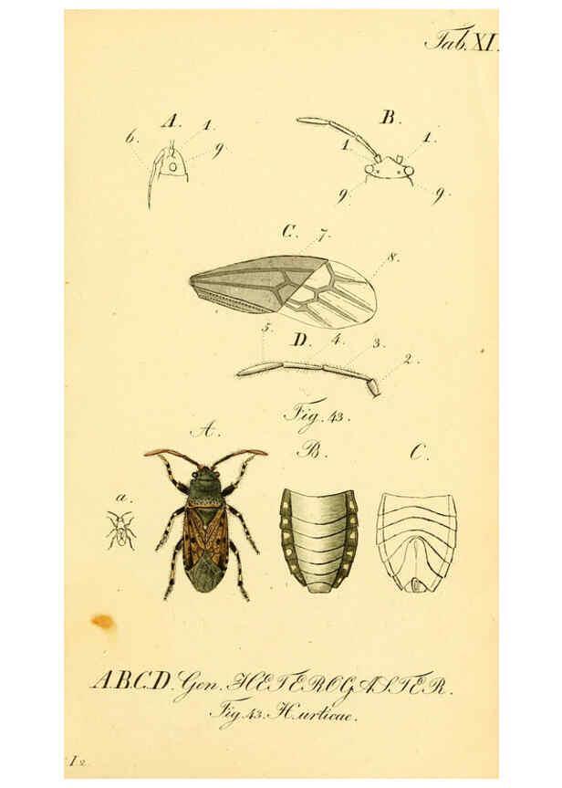 Reproducción/Reproduction 6096543248: Die wanzenartigen Insecten. plates 1-4. Nürnberg :In der C.H. Zeh'schen Buchhandlung,1831-1853