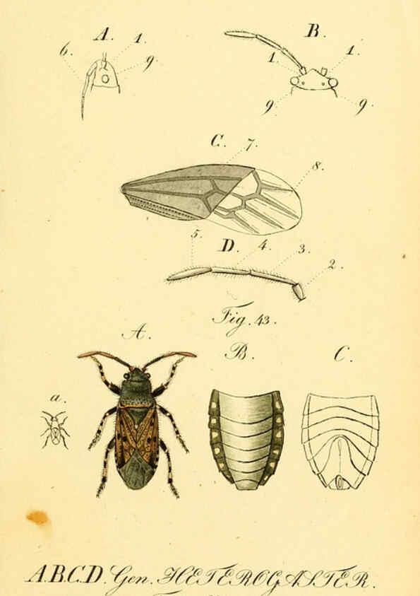 Reproducción/Reproduction 6096543248: Die wanzenartigen Insecten. plates 1-4. Nürnberg :In der C.H. Zeh'schen Buchhandlung,1831-1853