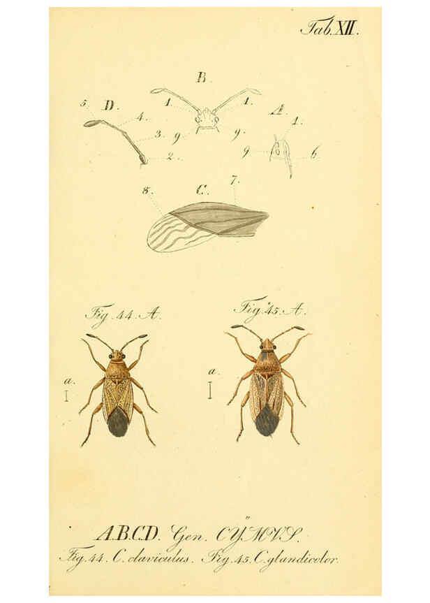Reproducción/Reproduction 6095999163: Die wanzenartigen Insecten. plates 1-4. Nürnberg :In der C.H. Zeh'schen Buchhandlung,1831-1853