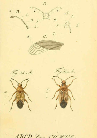 Reproducción/Reproduction 6095999163: Die wanzenartigen Insecten. plates 1-4. Nürnberg :In der C.H. Zeh'schen Buchhandlung,1831-1853
