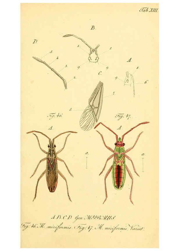 Reproducción/Reproduction 6095999351: Die wanzenartigen Insecten. plates 1-4. Nürnberg :In der C.H. Zeh'schen Buchhandlung,1831-1853