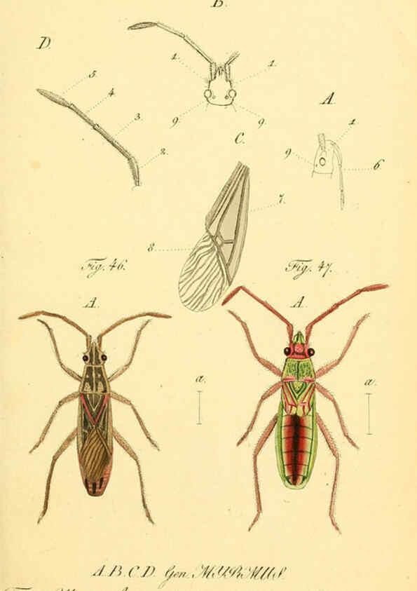 Reproducción/Reproduction 6095999351: Die wanzenartigen Insecten. plates 1-4. Nürnberg :In der C.H. Zeh'schen Buchhandlung,1831-1853