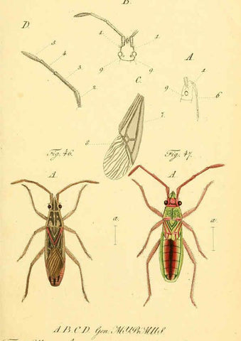 Reproducción/Reproduction 6095999351: Die wanzenartigen Insecten. plates 1-4. Nürnberg :In der C.H. Zeh'schen Buchhandlung,1831-1853
