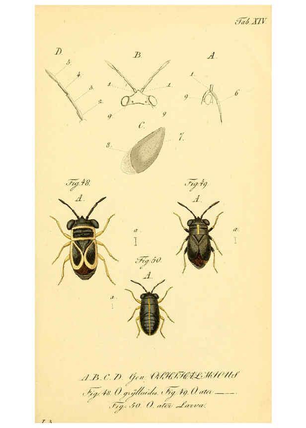 Reproducción/Reproduction 6096543886: Die wanzenartigen Insecten. plates 1-4. Nürnberg :In der C.H. Zeh'schen Buchhandlung,1831-1853