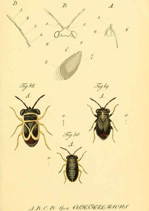 Reproducción/Reproduction 6096543886: Die wanzenartigen Insecten. plates 1-4. Nürnberg :In der C.H. Zeh'schen Buchhandlung,1831-1853