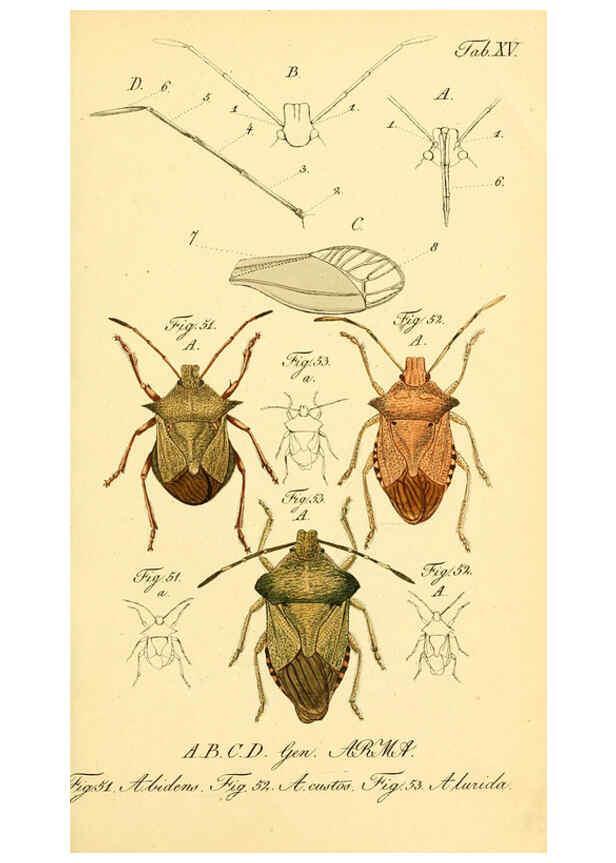 Reproducción/Reproduction 6095999781: Die wanzenartigen Insecten. plates 1-4. Nürnberg :In der C.H. Zeh'schen Buchhandlung,1831-1853