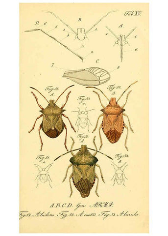 Reproducción/Reproduction 6095999781: Die wanzenartigen Insecten. plates 1-4. Nürnberg :In der C.H. Zeh'schen Buchhandlung,1831-1853