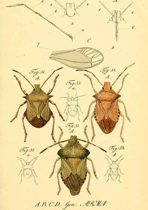 Reproducción/Reproduction 6095999781: Die wanzenartigen Insecten. plates 1-4. Nürnberg :In der C.H. Zeh'schen Buchhandlung,1831-1853