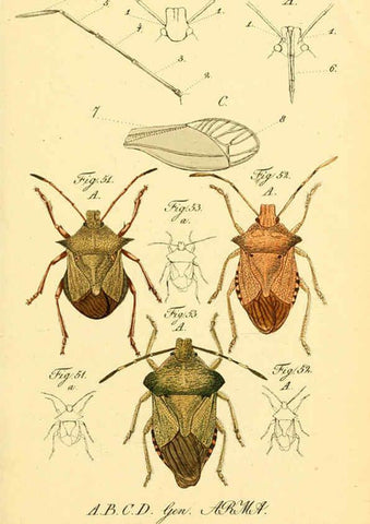 Reproducción/Reproduction 6095999781: Die wanzenartigen Insecten. plates 1-4. Nürnberg :In der C.H. Zeh'schen Buchhandlung,1831-1853
