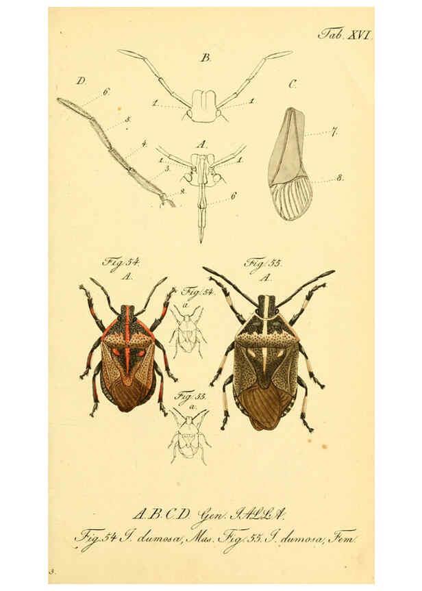 Reproducción/Reproduction 6096544364: Die wanzenartigen Insecten. plates 1-4. Nürnberg :In der C.H. Zeh'schen Buchhandlung,1831-1853