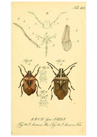 Reproducción/Reproduction 6096544364: Die wanzenartigen Insecten. plates 1-4. Nürnberg :In der C.H. Zeh'schen Buchhandlung,1831-1853