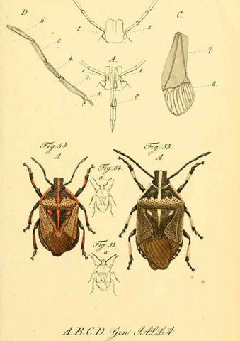 Reproducción/Reproduction 6096544364: Die wanzenartigen Insecten. plates 1-4. Nürnberg :In der C.H. Zeh'schen Buchhandlung,1831-1853