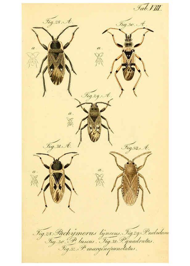 Reproducción/Reproduction 6095998191: Die wanzenartigen Insecten. plates 1-4. Nürnberg :In der C.H. Zeh'schen Buchhandlung,1831-1853
