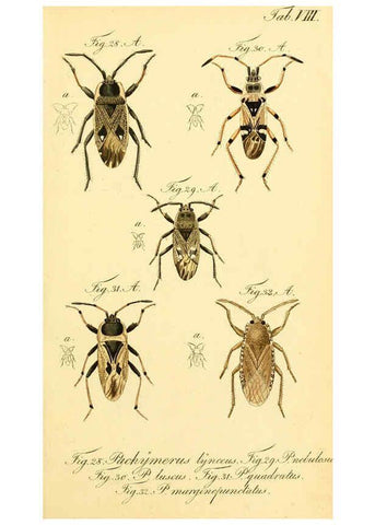 Reproducción/Reproduction 6095998191: Die wanzenartigen Insecten. plates 1-4. Nürnberg :In der C.H. Zeh'schen Buchhandlung,1831-1853