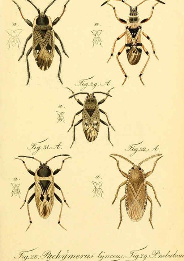Reproducción/Reproduction 6095998191: Die wanzenartigen Insecten. plates 1-4. Nürnberg :In der C.H. Zeh'schen Buchhandlung,1831-1853