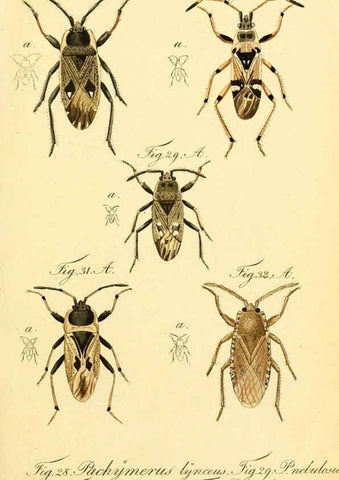 Reproducción/Reproduction 6095998191: Die wanzenartigen Insecten. plates 1-4. Nürnberg :In der C.H. Zeh'schen Buchhandlung,1831-1853