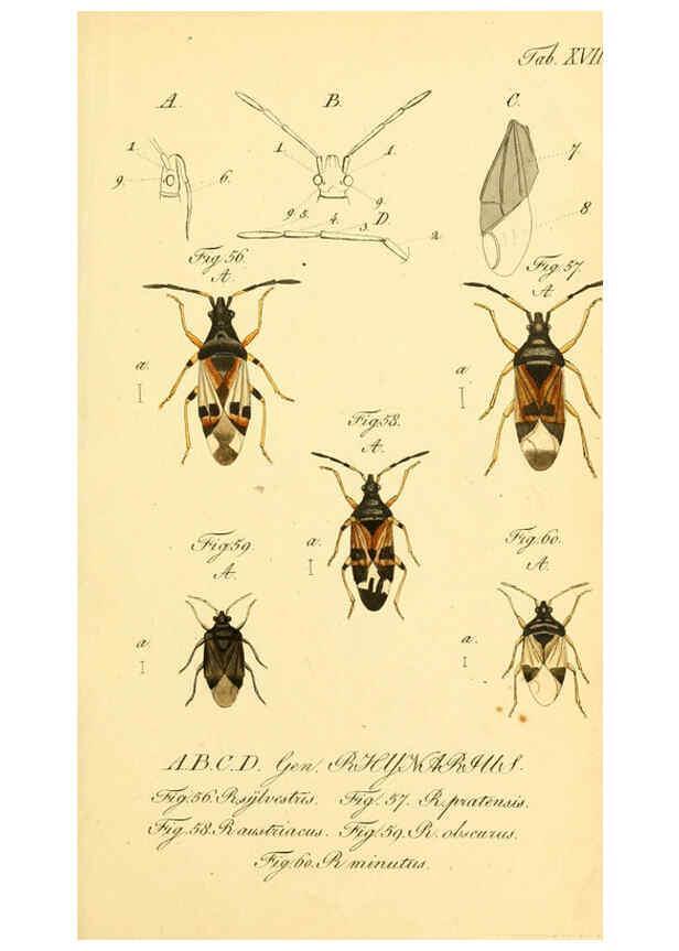 Reproducción/Reproduction 6096000213: Die wanzenartigen Insecten. plates 1-4. Nürnberg :In der C.H. Zeh'schen Buchhandlung,1831-1853