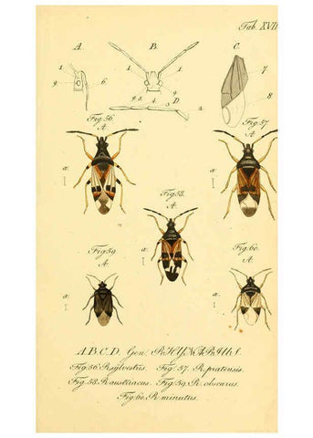 Reproducción/Reproduction 6096000213: Die wanzenartigen Insecten. plates 1-4. Nürnberg :In der C.H. Zeh'schen Buchhandlung,1831-1853