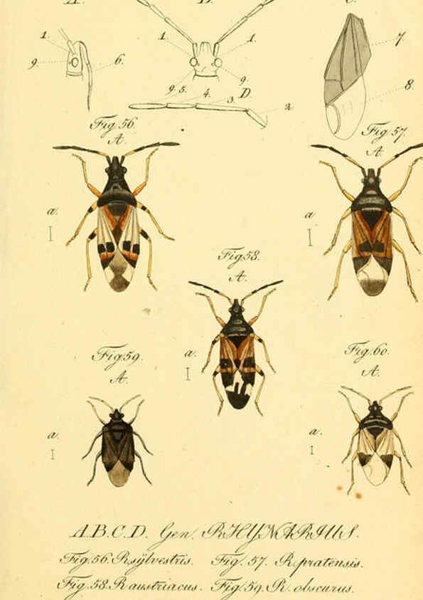 Reproducción/Reproduction 6096000213: Die wanzenartigen Insecten. plates 1-4. Nürnberg :In der C.H. Zeh'schen Buchhandlung,1831-1853