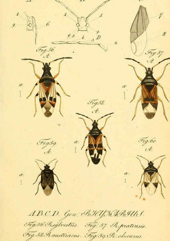 Reproducción/Reproduction 6096000213: Die wanzenartigen Insecten. plates 1-4. Nürnberg :In der C.H. Zeh'schen Buchhandlung,1831-1853