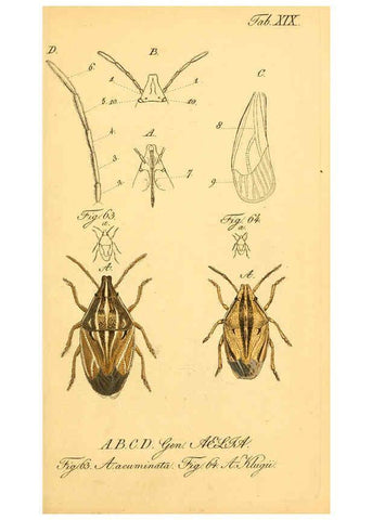 Reproducción/Reproduction 6096000591: Die wanzenartigen Insecten. plates 1-4. Nürnberg :In der C.H. Zeh'schen Buchhandlung,1831-1853