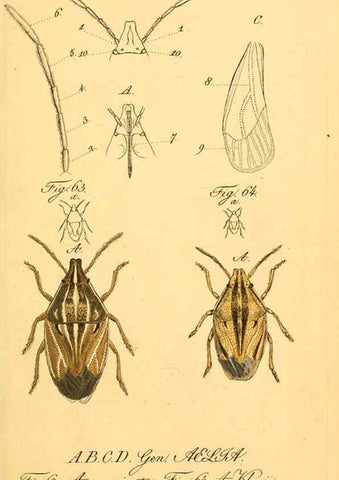 Reproducción/Reproduction 6096000591: Die wanzenartigen Insecten. plates 1-4. Nürnberg :In der C.H. Zeh'schen Buchhandlung,1831-1853
