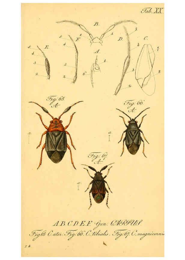 Reproducción/Reproduction 6096000777: Die wanzenartigen Insecten. plates 1-4. Nürnberg :In der C.H. Zeh'schen Buchhandlung,1831-1853
