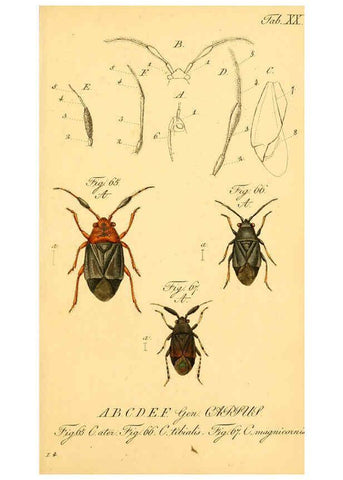 Reproducción/Reproduction 6096000777: Die wanzenartigen Insecten. plates 1-4. Nürnberg :In der C.H. Zeh'schen Buchhandlung,1831-1853