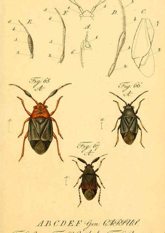 Reproducción/Reproduction 6096000777: Die wanzenartigen Insecten. plates 1-4. Nürnberg :In der C.H. Zeh'schen Buchhandlung,1831-1853
