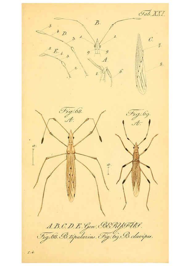 Reproducción/Reproduction 6096001069: Die wanzenartigen Insecten. plates 1-4. Nürnberg :In der C.H. Zeh'schen Buchhandlung,1831-1853