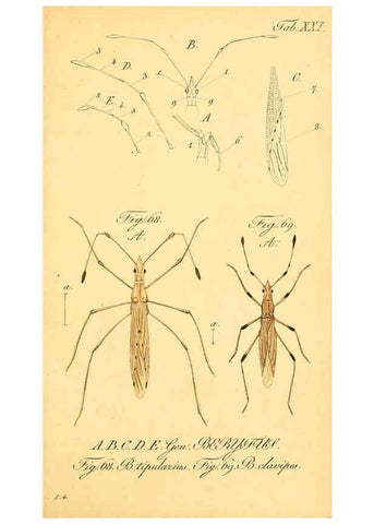 Reproducción/Reproduction 6096001069: Die wanzenartigen Insecten. plates 1-4. Nürnberg :In der C.H. Zeh'schen Buchhandlung,1831-1853