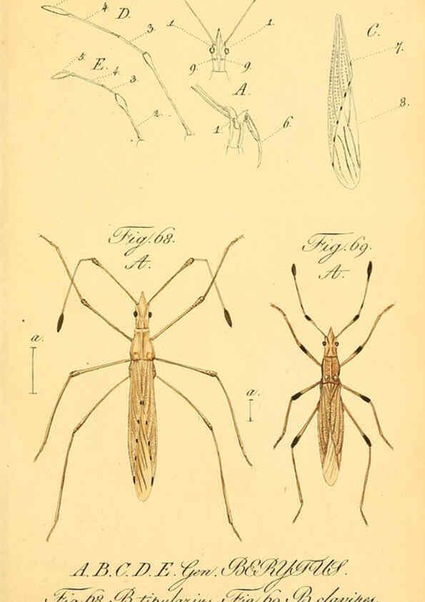 Reproducción/Reproduction 6096001069: Die wanzenartigen Insecten. plates 1-4. Nürnberg :In der C.H. Zeh'schen Buchhandlung,1831-1853