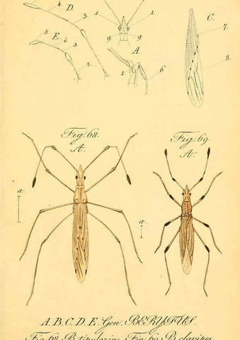 Reproducción/Reproduction 6096001069: Die wanzenartigen Insecten. plates 1-4. Nürnberg :In der C.H. Zeh'schen Buchhandlung,1831-1853