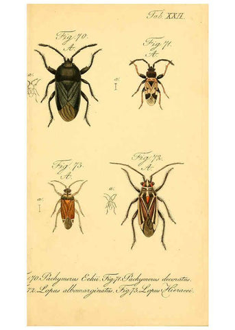 Reproducción/Reproduction 6096001283: Die wanzenartigen Insecten. plates 1-4. Nürnberg :In der C.H. Zeh'schen Buchhandlung,1831-1853