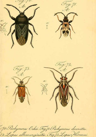 Reproducción/Reproduction 6096001283: Die wanzenartigen Insecten. plates 1-4. Nürnberg :In der C.H. Zeh'schen Buchhandlung,1831-1853