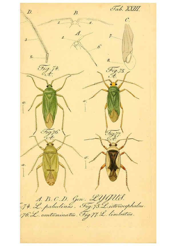 Reproducción/Reproduction 6096545864: Die wanzenartigen Insecten. plates 1-4. Nürnberg :In der C.H. Zeh'schen Buchhandlung,1831-1853