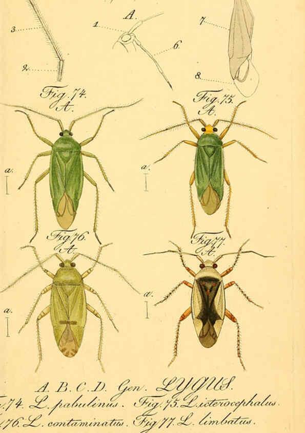 Reproducción/Reproduction 6096545864: Die wanzenartigen Insecten. plates 1-4. Nürnberg :In der C.H. Zeh'schen Buchhandlung,1831-1853