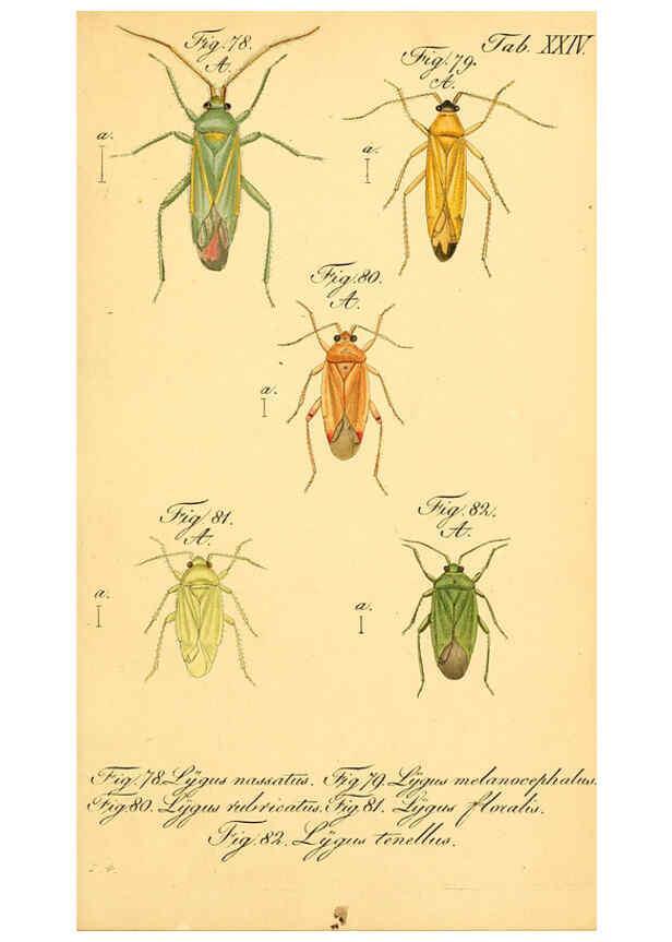 Reproducción/Reproduction 6096546154: Die wanzenartigen Insecten. plates 1-4. Nürnberg :In der C.H. Zeh'schen Buchhandlung,1831-1853