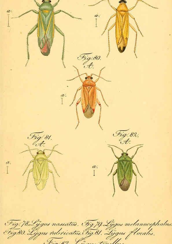 Reproducción/Reproduction 6096546154: Die wanzenartigen Insecten. plates 1-4. Nürnberg :In der C.H. Zeh'schen Buchhandlung,1831-1853
