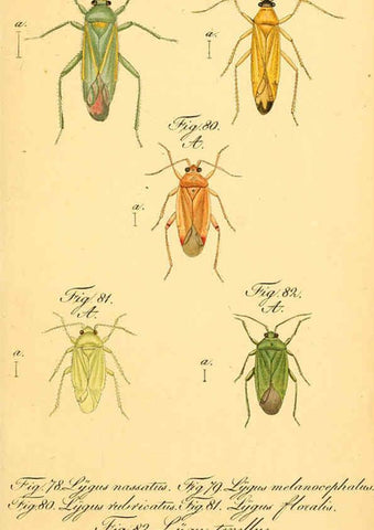Reproducción/Reproduction 6096546154: Die wanzenartigen Insecten. plates 1-4. Nürnberg :In der C.H. Zeh'schen Buchhandlung,1831-1853